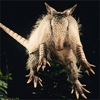 "Chuyến săn người ngoài hành tinh" trong thị trấn đang bị bao vây bởi những con armadillo tại Mỹ