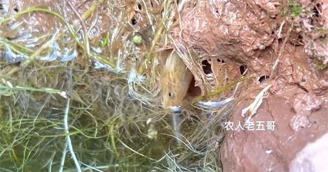 Hang đất liên tục động đậy, cá trạch vừa thò đầu ra ngoài đã bị kẻ ăn thịt tóm gọn