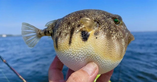 Cá nóc phồng người lên như thế nào và tại sao chúng lại làm vậy?