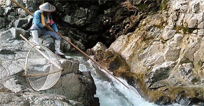 Cách bắt loài cá có giá trị cao của người Nhật: Lạ thường, như phim kiếm hiệp!