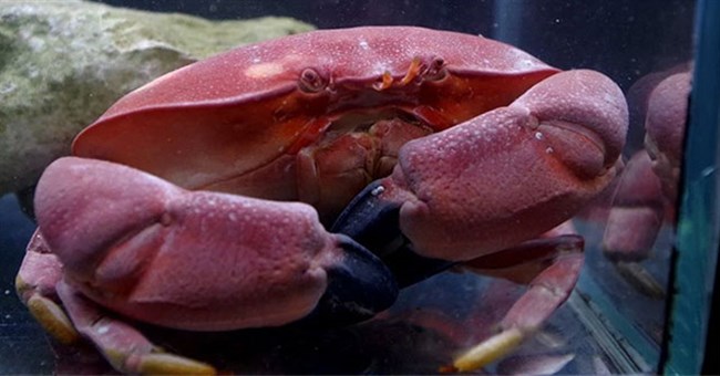 Loài cua xinh xẻo giống hệt chiếc bánh rán Doraemon nhưng không một ai dám ăn