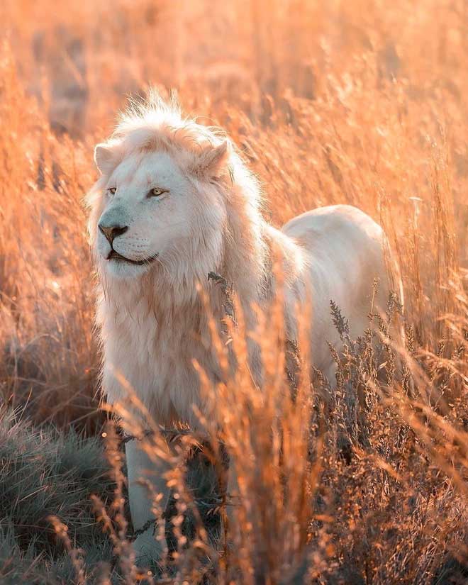  Moya là một trong những sư tử trắng nổi tiếng nhất thế giới 