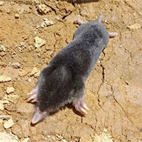 Phát hiện loài chuột chũi mới ở Tây Nguyên