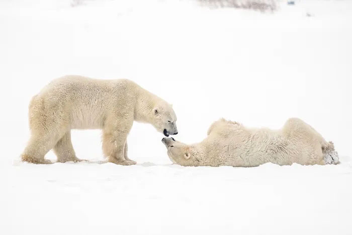 Thủ đô gấu Bắc Cực: Hãy xem hình ảnh về Thủ đô của gấu Bắc Cực để chiêm ngưỡng vẻ đẹp của chúng tại nơi đây.
