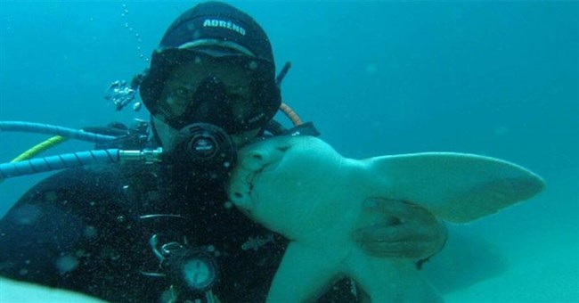 Chú "baby shark" khác lạ, thích gần gũi và được chơi đùa với con người