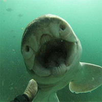 Chú "baby shark" khác lạ, thích gần gũi và được chơi đùa với con người