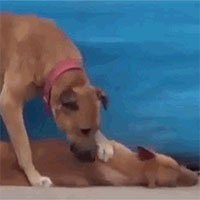 Video: Chú chó tuyệt vọng tìm cách đánh thức bạn bị xe đâm chết