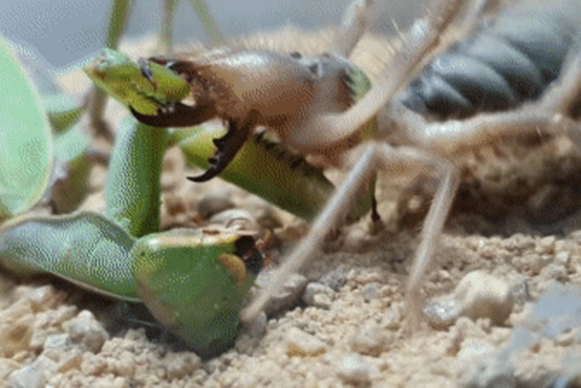 Nhện lạc đà bất ngờ phản công lại và bọ ngựa đã không kịp trở tay. 