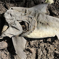 Các nhà nghiên cứu bất ngờ khi tìm thấy cá mập chết khô cách bờ biển 50km