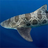 Biển rộng thế có bao giờ cá mập bị lạc đường hay không?