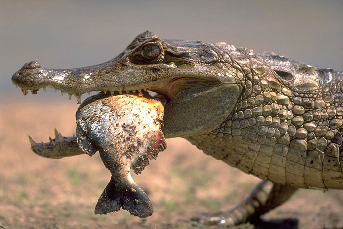 Cá sấu Caiman ăn thịt cá Piranha