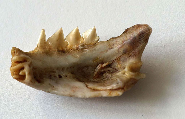 Μẫu хương hàᴍ cá Piranha bụng đỏ