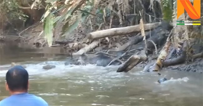 Video: Sinh vật lạ qua sông khiến đoàn thuyền tham quan bất chợt khựng lại giữa rừng Amazon