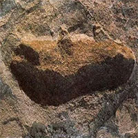 Phát hiện loài mới 3,7 triệu tuổi: Người mang "bước chân gấu"