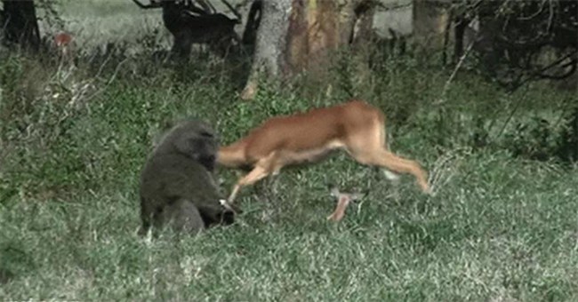 Các nhà khoa học sốc khi thấy khỉ đầu chó thản nhiên ăn thịt linh dương con