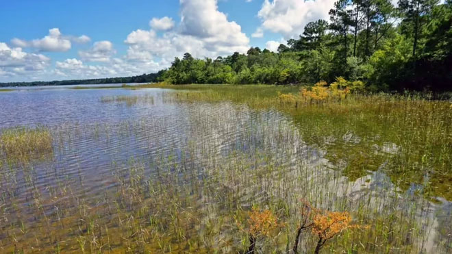 Có phải người ngoài hành tinh đã tạo nên các Vịnh Carolina bí ẩn?