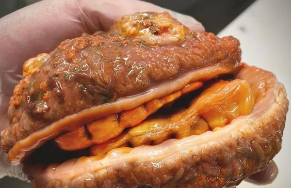 Cá kỳ dị có răng và giống bánh mì kẹp thịt xuất hiện ở Nga