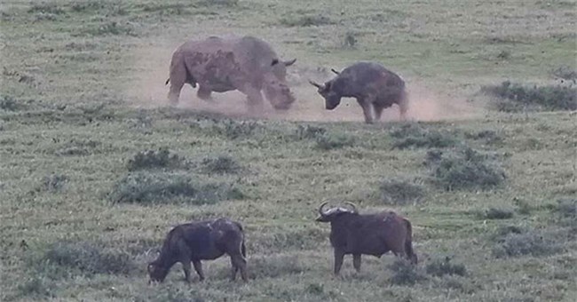 Không bao giờ lùi bước, trâu rừng thi triển "thiết đầu công" với đối thủ tê giác to gấp 3 lần