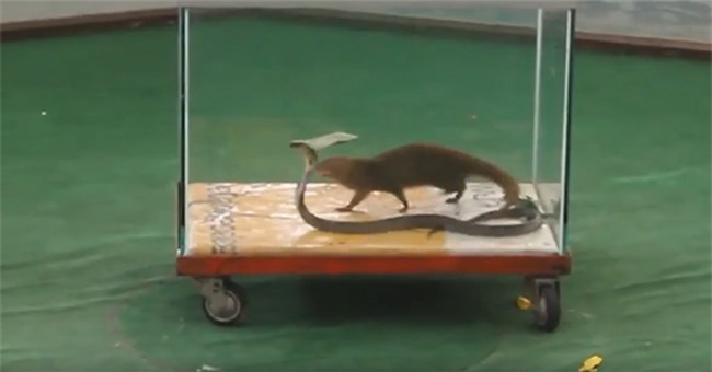 Cầy Mangut nhốt chung với loài rắn độc hơn cả hổ chúa và cạp nong: Kết cục sẽ ra sao?