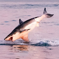 Cá mập trắng lao lên khỏi mặt nước săn hải cẩu