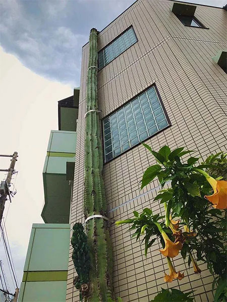 Kinh ngạc cây xương rồng cao bằng tòa nhà 3 tầng, động đất lũ lụt vẫn đứng vững