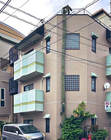 Kinh ngạc cây xương rồng cao bằng tòa nhà 3 tầng, động đất lũ lụt vẫn đứng vững