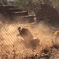 Hổ đang chơi đùa trong vườn thú, bỗng lên cơn co giật rồi tử vong