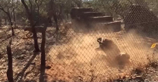 Hổ đang chơi đùa trong vườn thú, bỗng lên cơn co giật rồi tử vong