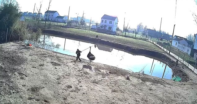 A man being attacked by an ostrich next to a fish pond