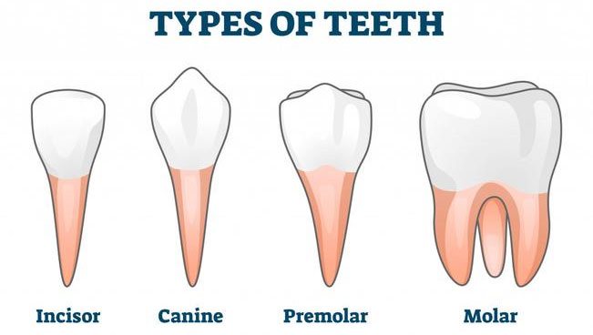 Các loại răng khác nhau từ trái sang phải: răng cửa, răng nanh, răng hàm nhỏ, răng hàm