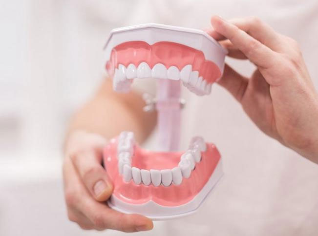 Hình dạng của từng răng mang lại cho chúng những chức năng chuyên biệt khi nhai thức ăn.
