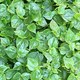 Những lợi ích ít ai biết của rau càng cua