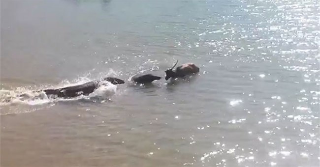 Bị "bầy rồng" dồn vào thế "chân tường", nai liều mình lao xuống biển chạy trốn: Liệu nó có thoát chết?