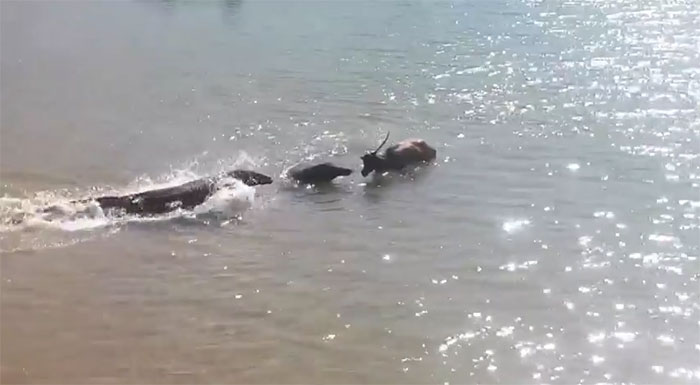 Con nai lội xuống biết để tránh đám rồng, nhưng nó có thoát chết?