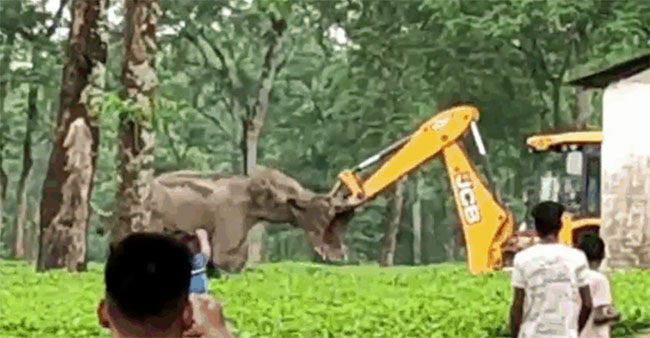 Mother elephant charges at excavator to protect her calf.