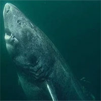 Video: Bắt cá mập khổng lồ có độc rồi cho chó ăn - Vì sao những người này làm vậy?