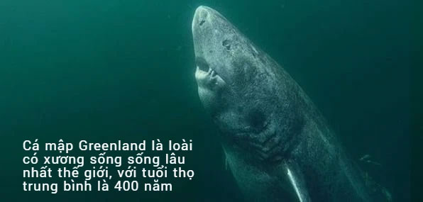 Cá mập Greenland