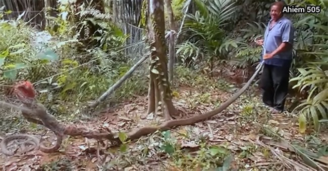 Đang "mây mưa" với bạn tình, rắn hổ mang "khủng" gặp tai nạn khó đỡ