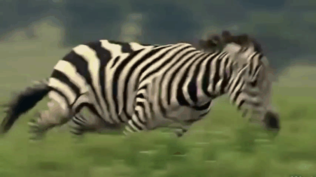 Video: Ngựa vằn nổi điên tấn công báo săn vì bị... "trêu chọc" quá đà ảnh 0