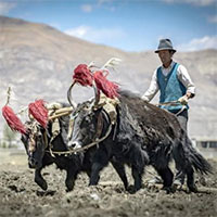 Người Tây Tạng mang "siêu năng lực" từ một loài người khác!