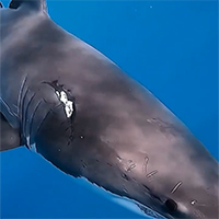 Cá mập cái mang sẹo lớn trên mình do con đực ép ghép đôi