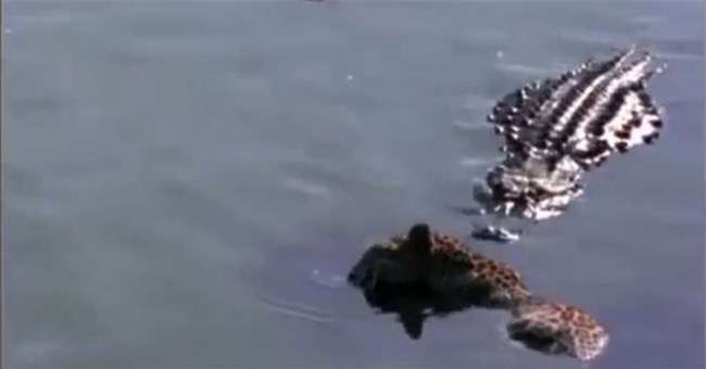 Đơn độc "tử chiến" 4 cá sấu, báo đốm nhận cái kết bi thảm