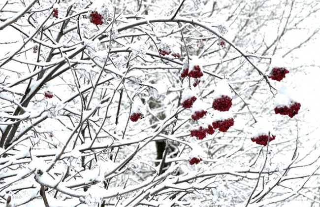 Những quả thanh lương trà đỏ tươi phủ đầy tuyết như những quả chuông nhỏ
