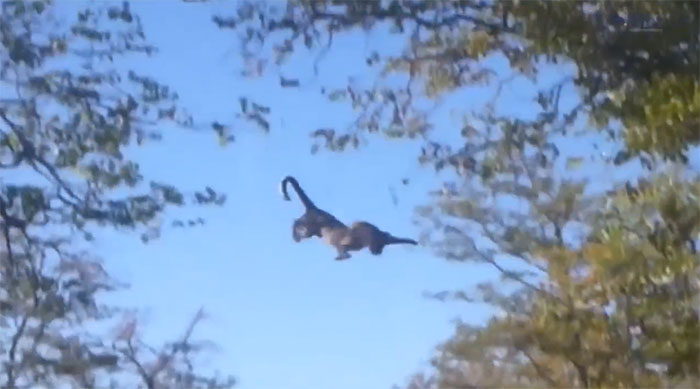 Leopard falls from tree after attempting to leap for a squirrel.