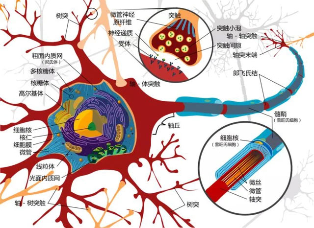 Sau 8 tiếng, loại virus này sẽ chui vào não và nó sẽ trở thành bất tử