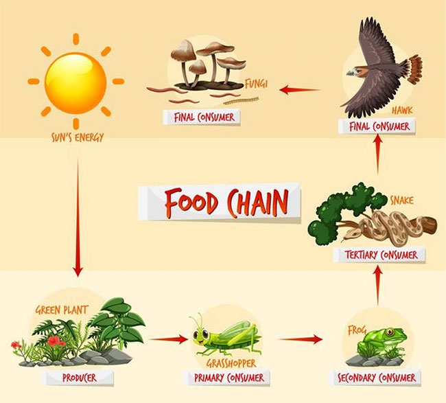 Nếu nghĩ rằng con người đang đứng đầu chuỗi thức ăn, bạn có thể đã nhầm