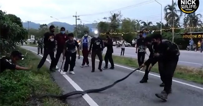 Bị vây bắt, rắn hổ mang chúa điên cuồng cắn trả thợ bắt rắn