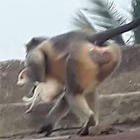 Bầy khỉ thảm sát 250 con chó để trả thù