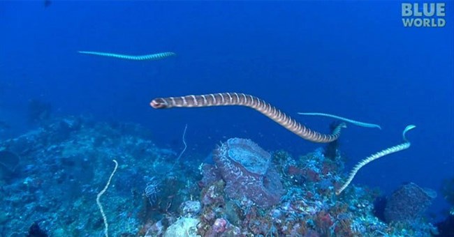 Nỗi kinh hoàng của các sinh vật biển: Loài rắn độc gấp 10 lần rắn đuôi chuông và săn mồi theo đàn