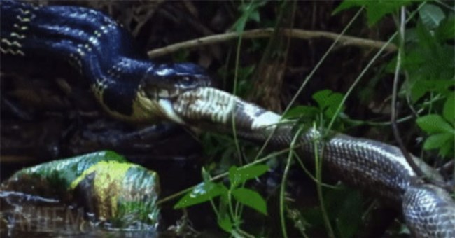 Hổ mang chúa vặn nát một thành viên nguy hiểm trong nhóm "Tứ đại nọc độc"